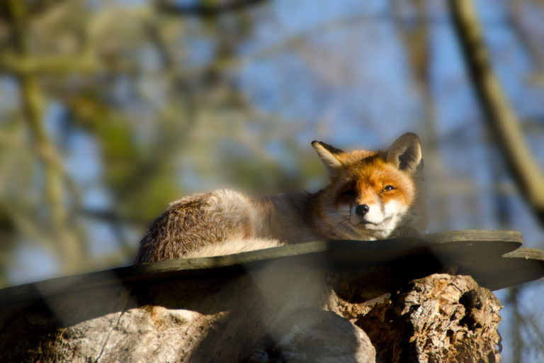 Tierpark Goldau Rigi Arth